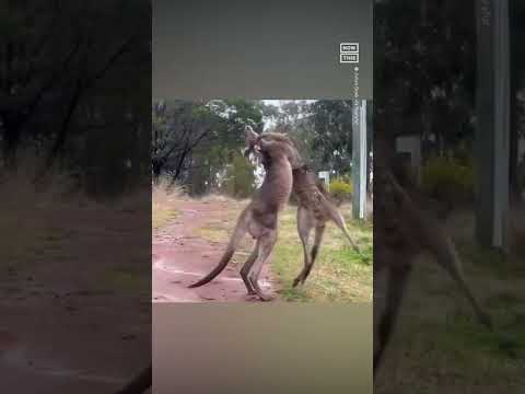 Kangaroo Fight Escalates Quickly 😅