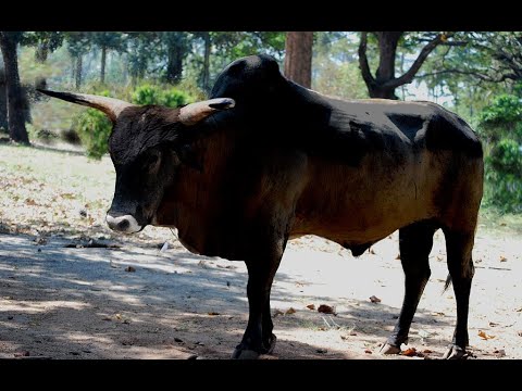 Aurochs: The Ancestor of Cattle