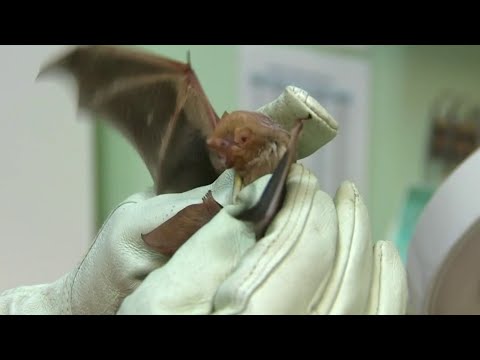 Spooky and misunderstood: Why bats are actually good for us