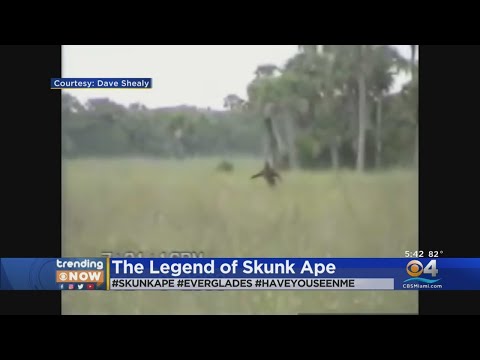 Legend Of Florida&#039;s Skunk Ape Lives On
