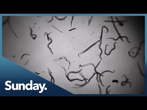Could a dose of worms be the answer to treating incurable autoimmune diseases?