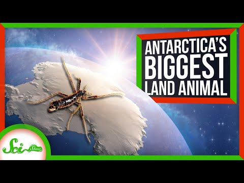 The Insect That Thrives in Antarctica
