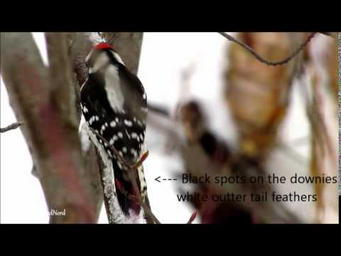 Woodpeckers Pt. 2 - How They Can Climb Trees - How To Tell Hairy and Downy Woodpeckers Apart