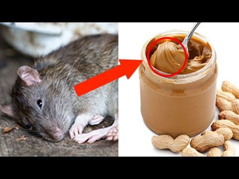 The Weirdest Things the FDA Allows in Our Food!