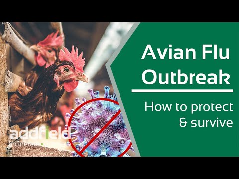 How to Prevent and Survive Avian Flu