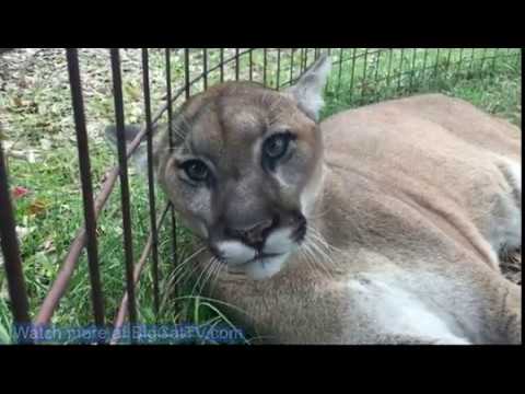 Cougar Sounds 49 Seconds