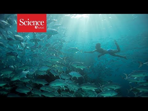 Some people have evolved bigger spleens to hunt underwater