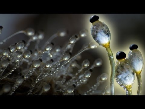 Fungus Cannon In Super Slow Motion | Slo Mo | Earth Unplugged