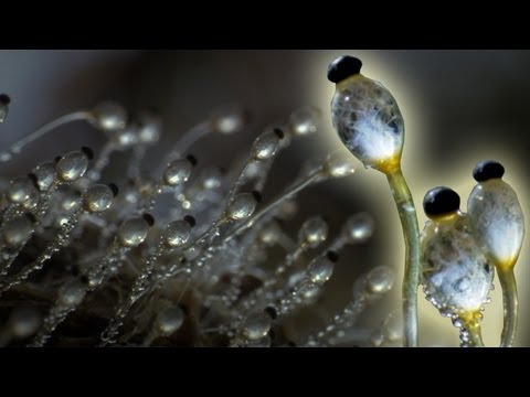Fungus Cannon In Super Slow Motion | Slo Mo | BBC Earth Explore
