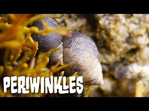 Common Periwinkles | In The Field