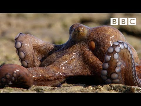 The Incredible octopus that can walk on dry land | The Hunt - BBC