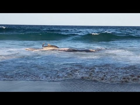 Tiger Shark Beaches Itself Onto Shore To Eat Whale Carcass