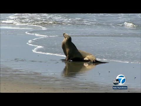 Toxic algae bloom causes &#039;unusual behavior&#039; in SoCal sea lions