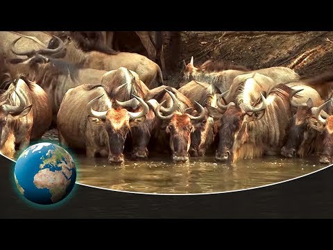 The greatest animal migration on earth