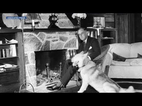 Major problems: Decades apart, both FDR and Biden have dogs with biting problems
