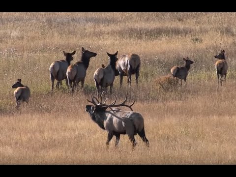 ELK BUGLING IN ROCKY MOUNTAIN NATIONAL PARK HD - Wildlife Photography/Estes Park/Tetons/Jackson Hole