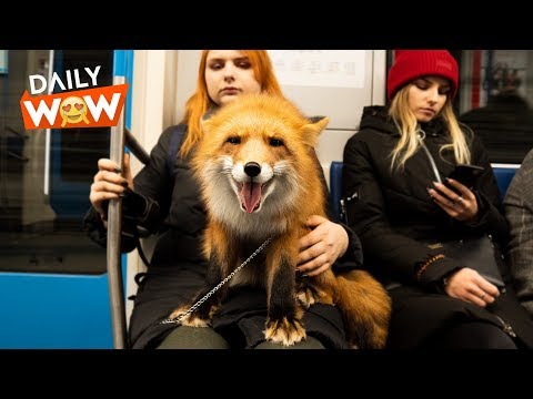 Fox on the Subway!