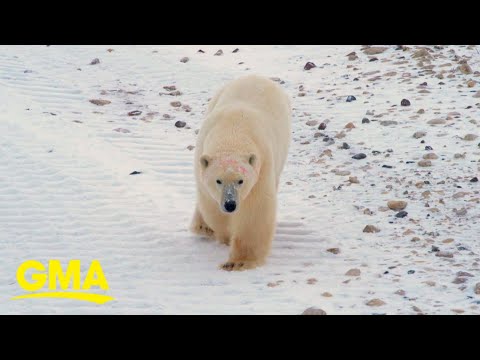 Michael Strahan visits ‘polar bear capital of the world’ l GMA