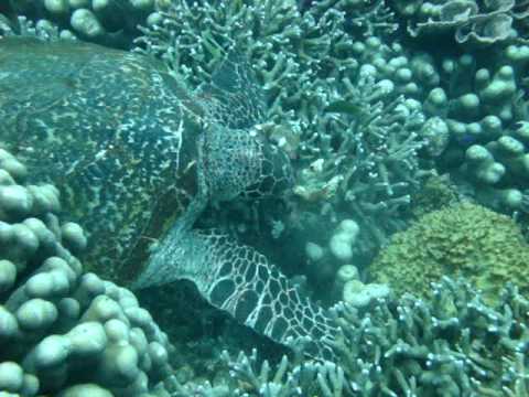 Hawksbill Sea Turtle eating sponges