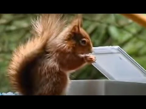 Red Squirrel Extreme Assault Course | Clever Critters | BBC Studios