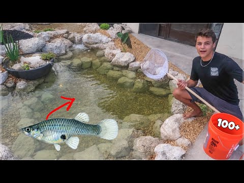 STOCKING My *NEW* POND w/ MOSQUITO FISH!!!