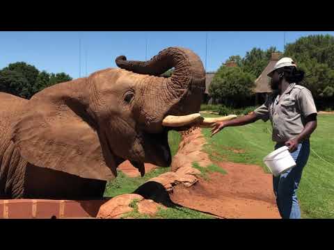 Askari Game Lodge - South Africa - Elephant and Trainer Feeding