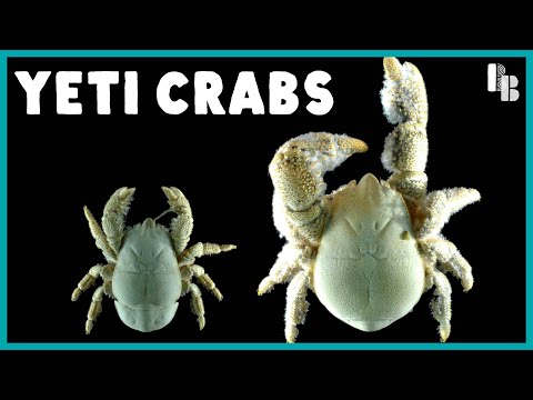 How One Crab Got Fuzzy to Live Without The Sun