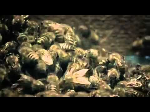 Japanese Giant Hornet Scout Killed by Asian Bees