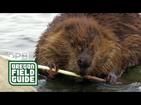 Could ‘Smokey Beaver’ help fight wildfires? | Oregon Field Guide