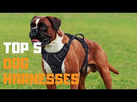 Best Dog Harness in 2019 - Top 5 Dog Harness Review