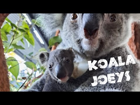 Koala Joeys Pap Feeding