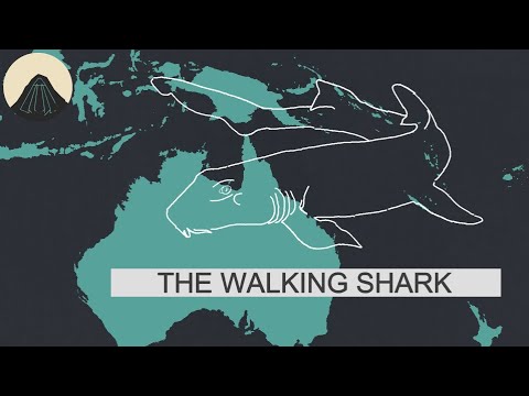 The Amazing Biology of Epaulette Sharks