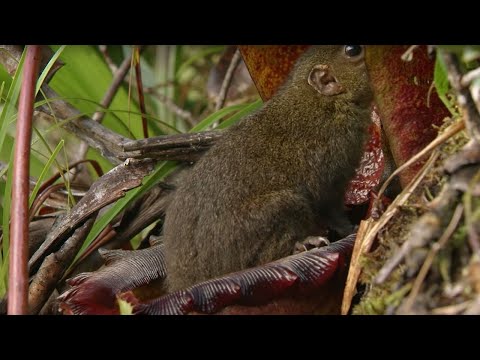 Bizarre Natural &quot;Toilet&quot; Plant | Attenborough 60 Years in the Wild | BBC Earth
