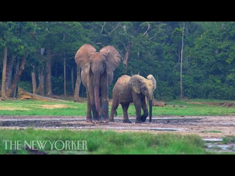 The Forest Elephants