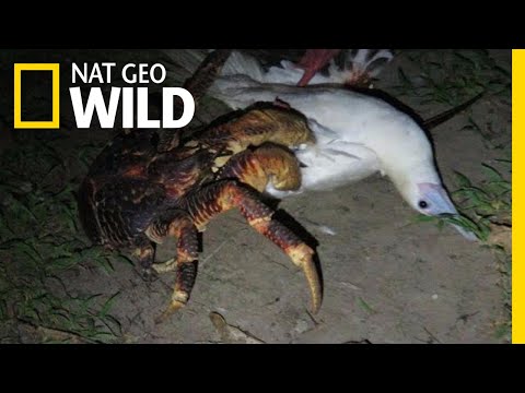 See This Giant Land Crab Attack a Bird | Nat Geo Wild