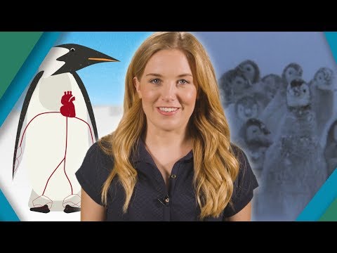 Why Don&#039;t Penguins&#039; Feet FREEZE? | BBC Earth Explore