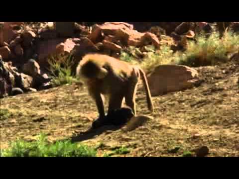 Baboons kidnap and raise feral dogs as pets