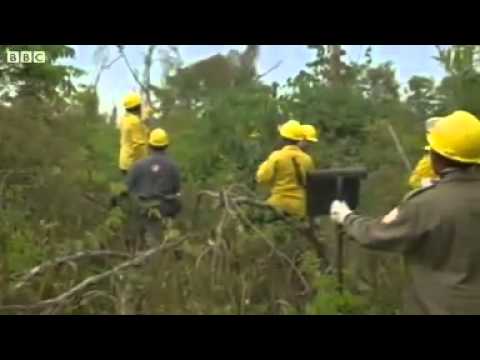 How do Brazilian firefighters tackle blazes in the vastness of the Amazon rain forest