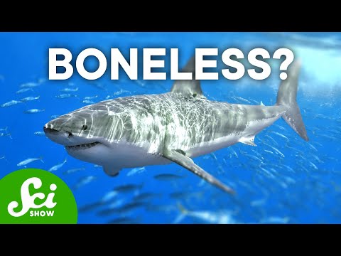 Why Sharks Don&#039;t Have Bones