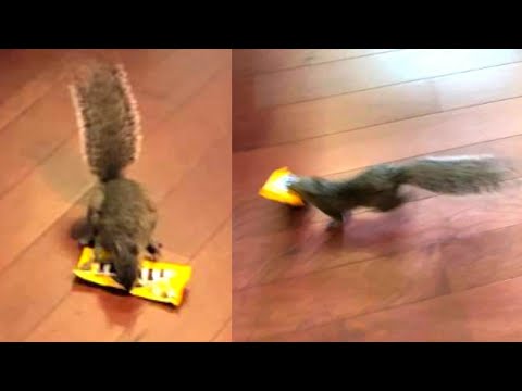 Squirrel Steals Bag of Peanut M&amp;Ms From Store Near Disney World