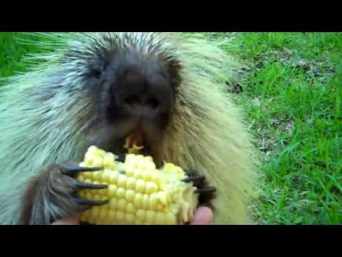 &quot;Teddy Bear,&quot; the porcupine, doesn&#039;t like to share...