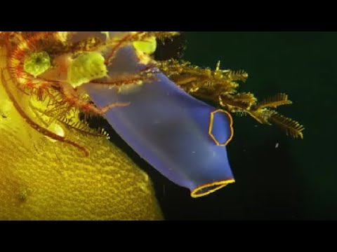 Facts: Sea Squirts (Ascidians)