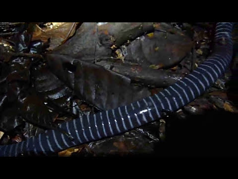 Ringed Caecilian in the Yasuni 🐸🐍🌈🌎