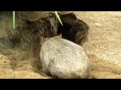 Wombat burrowing - Australia Zoo, QLD