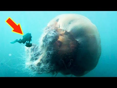 LION&#039;S MANE JELLYFISH: The Biggest Jellyfish In The World