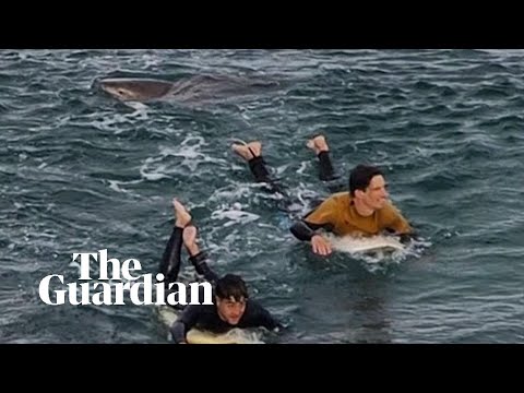 Surfer escapes shark attack at Bells Beach, Australia
