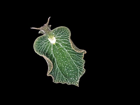 The Fantastically Weird World of Photosynthetic Sea Slugs | Michael Middlebrooks | TED