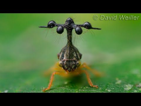 Top Ten Macabrely Coolest Bugs in the World - 98