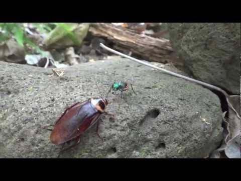 Wasp walks Zombie Roach