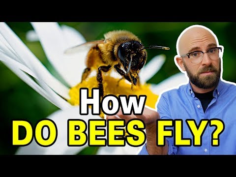 Is It True That Bumblebees Shouldn&#039;t Be Able to Fly?